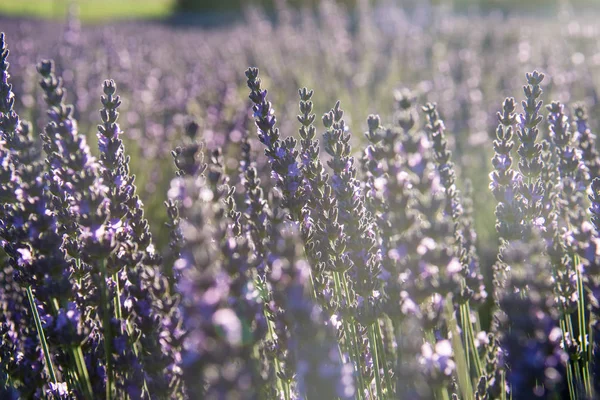 Lavendelfeld Mit Reihen Lila Blüten Einem Sonnigen Tag Sonneneruption Auf — Stockfoto