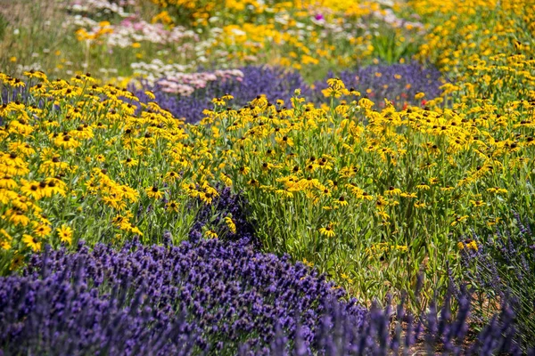 Lavanda Margaritas Susan Ojos Negros Flores Silvestres Prado Día Soleado — Foto de Stock