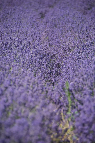 Лавандовое Поле Фиолетовых Цветов — стоковое фото