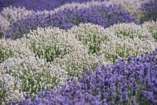 Лавандовое Поле Белых Фиолетовых Цветов — стоковое фото