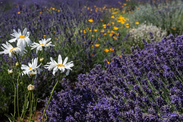 Weiße Gänseblümchen Und Lavendelwildblumen Sommer Auf Einer Wiese — Stockfoto