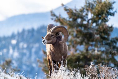 RAM erkek bighorn koyun ayakta soğuk kış otlar bir uçurumun kenarında.