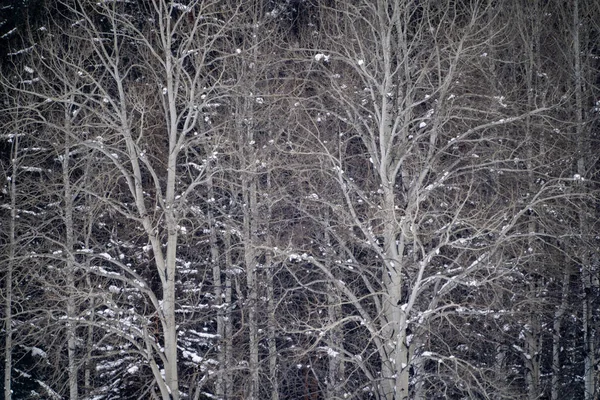 Karda Çıplak Huş Ağaçlarının Huzurlu Kış Sahne — Stok fotoğraf
