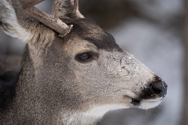 Close up portrait of a mule deer, side view, with snow on nose and snout