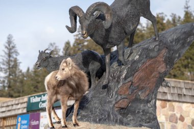Radyum kaplıcalar, British Columbia, Kanada - 20 Ocak 2019: Bighorn koyun bebek ewe standları bir heykel Bighorn koyun, karışık, hayvanlar gerçek düşünme üzerine.