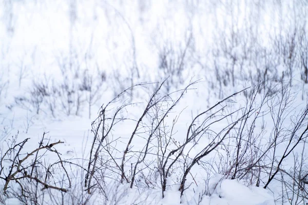 Ölü Kış Bitkiler Çalı Çırpı Çalılar Karda Arka Planlar Dokular — Stok fotoğraf