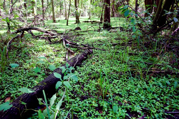 Logs Paus Vária Vegetação Ervas Daninhas Soalho Florestal Verão Centro — Fotografia de Stock