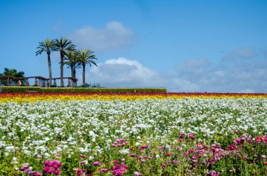 Palmiye ağaçları mesafe ile güneşli bir günde bir alanda büyüyen dev tipik çiçekler