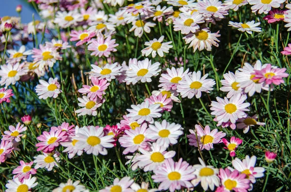 Feld Von Rosa Gänseblümchen Einem Sonnigen Sommertag — Stockfoto