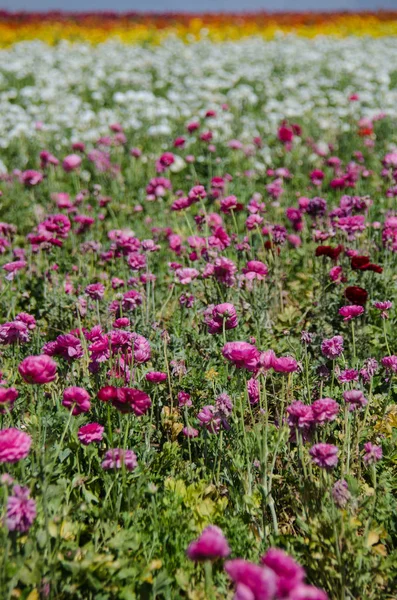 Ranunculus Géant Fleurs Poussant Dans Champ Par Une Journée Ensoleillée — Photo