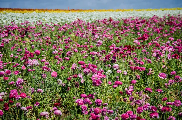 Ranunculus Géant Fleurs Poussant Dans Champ Par Une Journée Ensoleillée — Photo
