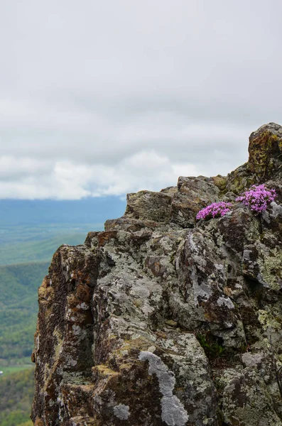 Purpurové Květy Rostou Skalní Výchoz Shenandoah National Park Vrcholu Hory — Stock fotografie