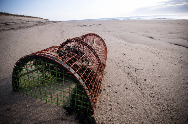 Uma Panela Lagosta Sentada Areia Praia Com Algas Marinhas — Fotografia de Stock
