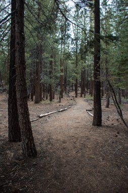 Jeffrey çam ağaçları orman Mammoth Lakes, Kaliforniya Inyo kraterler iz de mamut doğal döngü yol