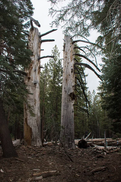 Jeffrey Borovice Lesní Silnici Mamutí Malebnou Smyčku Mammoth Lakes Kalifornie — Stock fotografie