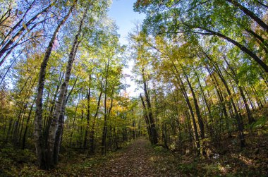 Sandstone Minnesota Banning State Park sonbahar renkleri ile ağaçların Fisheye görünümü