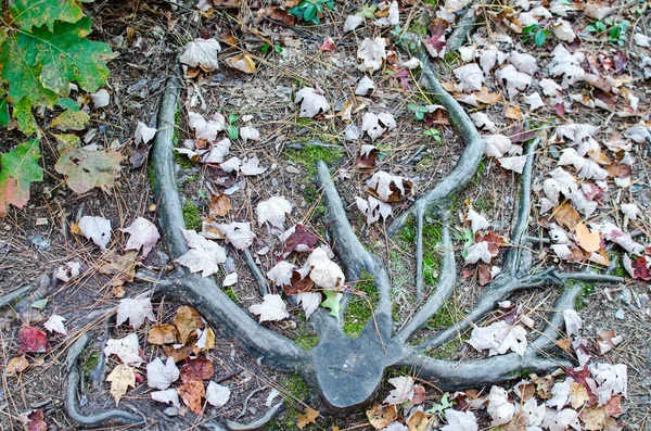 Deer antlers and fall leaves on a trail in Banning State Park in