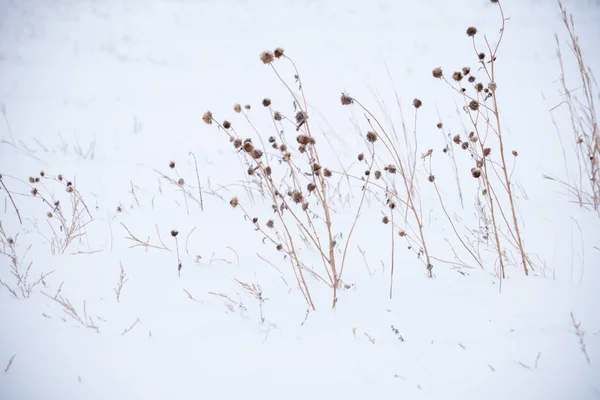 Karda Ölü Otlar — Stok fotoğraf