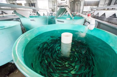 Bir balık kuluçka içinde tanklar küçük Rainbow Trout yakın göller stokta doğurmak