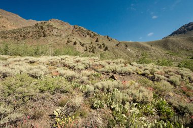 Yaz aylarında, Mammoth Lakes, Doğu Sierra Kaliforniya'da yakınındaki McGee dere Kanyonu