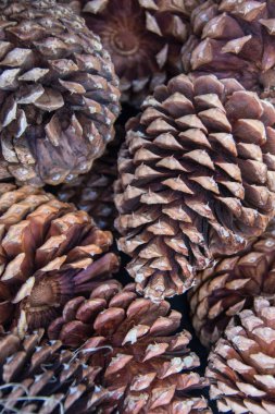 Kaliforniya'nın Doğu Sierra Nevada dağlarında bulunan dev Jeffrey Pine Cones portre yönelimi