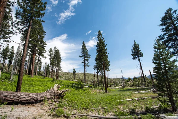 Burned Trees California Forest Fire Inyo National Forest Devils Postpile — Stock Photo, Image