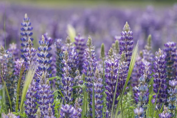 Nahaufnahme Von Blühenden Lupinen Wildblumen Mit Verschwommenem Hintergrund — Stockfoto