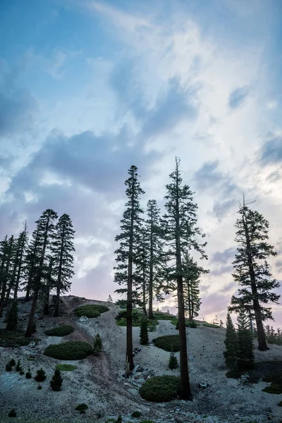 Красивое Закатное Небо Деревьями Джеффри Пайна Интересными Облачными Образованиями Мамонтовых — стоковое фото