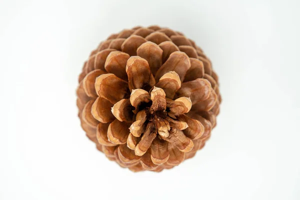 Top View Jeffery Pine Cone Focus Top Pine Cone Artistic Stock Picture