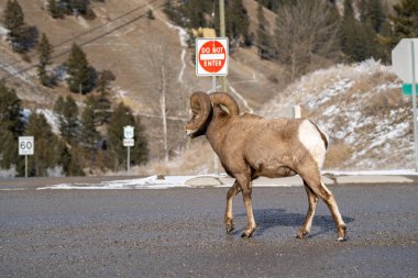 RAM erkek bighorn koyun ishal ve radyum Hot Springs, British Columbia Kanada'da bir yol boyunca yürür