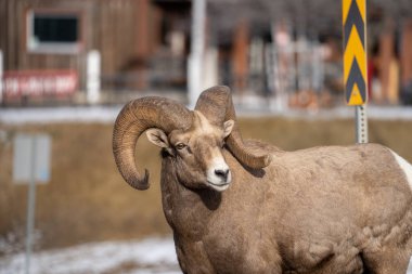 RAM erkek bighorn koyun ayakta yılında radyum sağa doğru seyir Kaplıcalar, bir yol boyunca