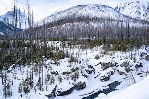 库特奈国家公园冬季场景中的森林火树被烧毁 库特纳河和加拿大山脉都被雪覆盖 — 图库照片