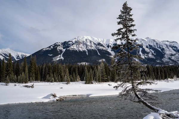 Tuhaf ve garip ağaç büyüme oluşumu boyunca Kootenay nehrin Kootenay Milli Parkı'nda kış aylarında