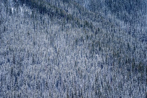 Thousands of snow covered pine trees in a dense forest of Kootenay National Park, British Columbia Canada