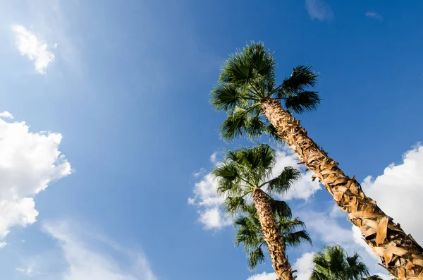 Palmeras Mirando Hacia Arriba Gran Ángulo Aisladas Contra Cielo Azul — Foto de Stock