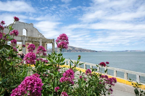 Bellissimo Paesaggio Vivido Giardino Fiorito Sull Isola Alcatraz San Francisco — Foto Stock