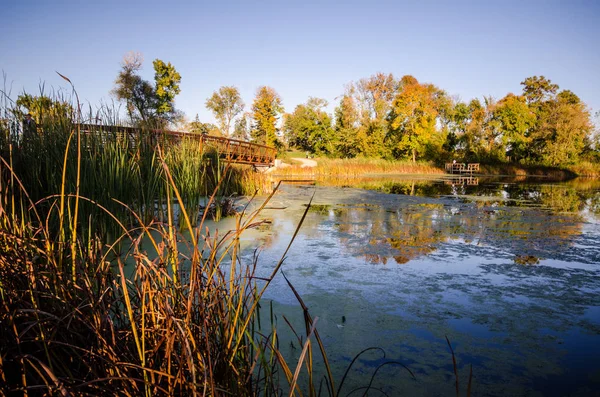 Beautiful fall autumn scene at Medicine Lake Park in Plymouth Minnesota. Swamp with moss, and fall colored vegetation