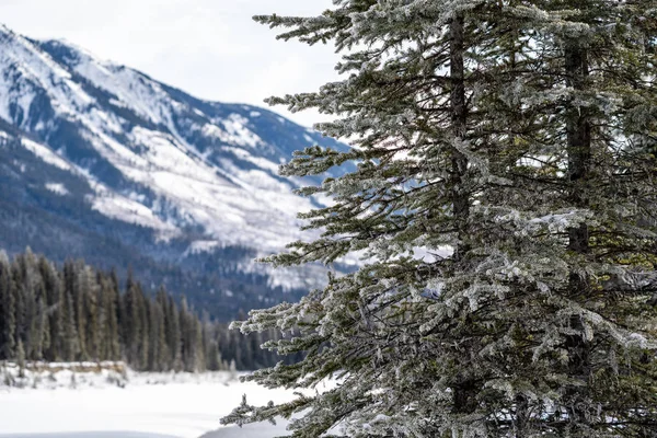 Kiefer mit Eis und schneebedeckten Nadeln mit dem kanadischen ro — Stockfoto