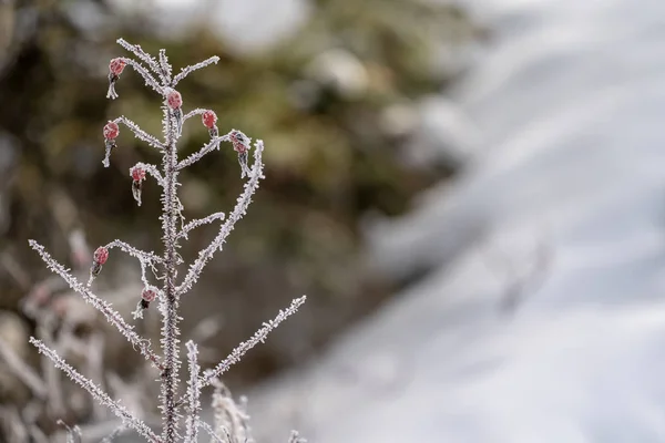 Bagas congeladas em um arbusto coberto de gelo no inverno — Fotografia de Stock