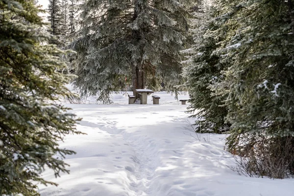 Takas bir parkta bir kar kaplı piknik tabloya yol açar. Ben alınan — Stok fotoğraf