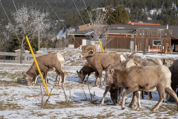 Männliche Widder Dickhornschaf hält ein Auge auf die Herde von Schafen als — Stockfoto