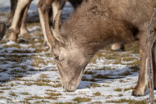 Närbild av en kvinnlig ewe bighorn får äta snötäckt gräs — Stockfoto