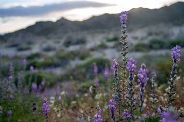 Lupine (Lupinus sparsiflorus) tam Bloom Joshua Tree National Park içinde çöl