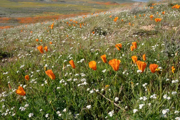 Poppies à Antelope Valley Réserve de pavot à Lancaster en Californie — Photo