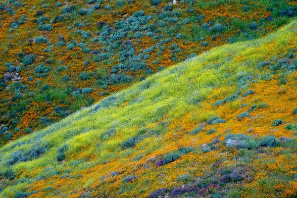 Collines de coquelicots et autres fleurs sauvages mixtes à Walker Canyon en Californie — Photo