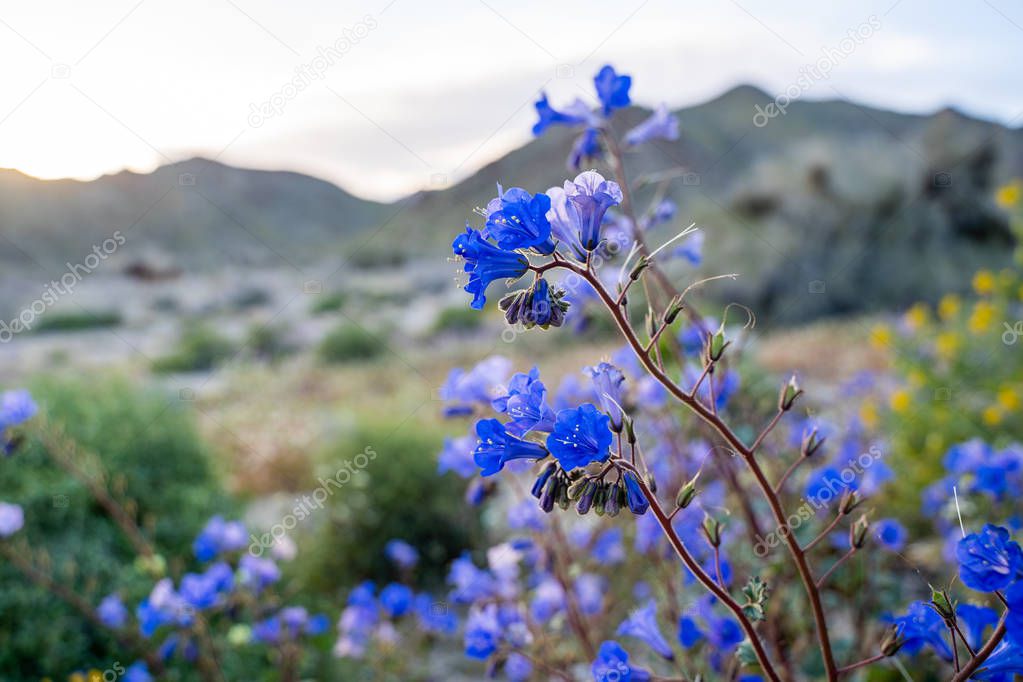 Canterbury Bells wildflowers in Joshua Tree National Park 