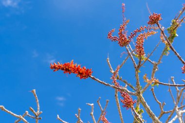 Bir Ocotillo üzerinde kırmızı çiçek çiçeği (Fouquieria splendens) çöl p