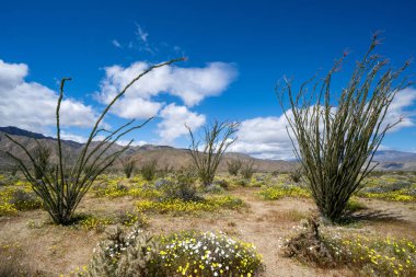 Leafing ve kır çiçekleri t arasında Ocotillio bitkiler çiçeklenme