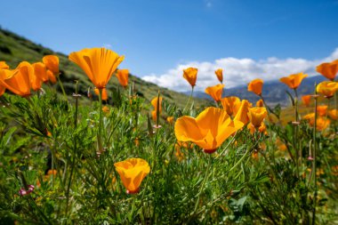 Walker Canyon Lake Elsinore Cali açık turuncu haşhaş çiçek