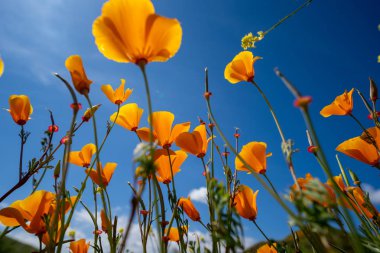 Haşhaş at Walker Canyon görünümünü Californi sırasında arama